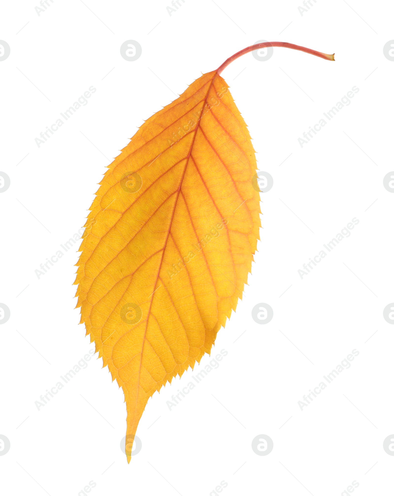 Photo of Beautiful autumn leaf on white background. Fall foliage