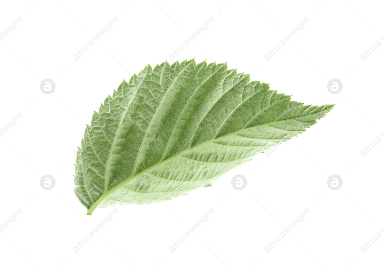 Photo of One green raspberry leaf isolated on white