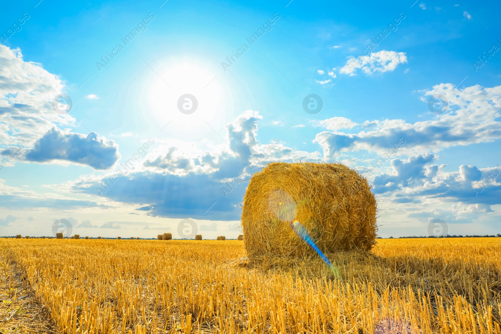 Image of Hay bale in golden field under blue sky on sunny day