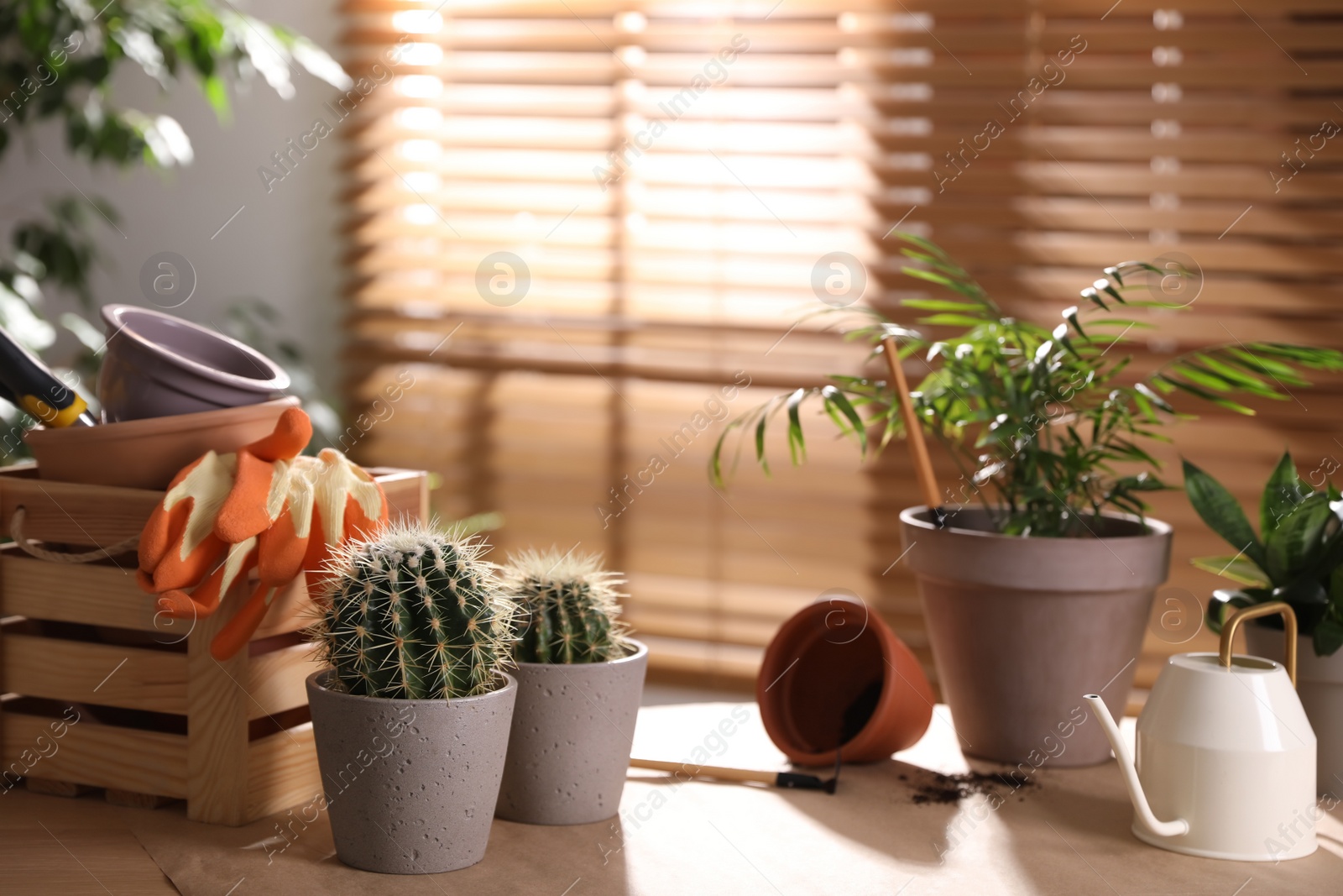 Photo of Beautiful houseplants and gardening tools on table indoors