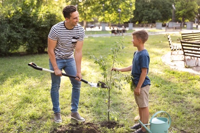 Photo of Dad and son planting tree in park on sunny day