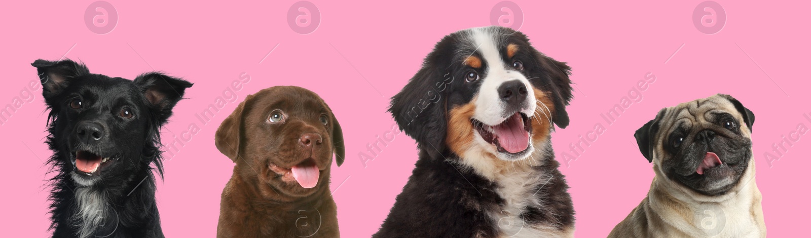 Image of Happy pets. Adorable dogs smiling on pink background, banner design. Chocolate Labrador Retriever and Bernese Mountain Dog puppies, Pug, mongrel