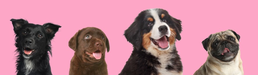Image of Happy pets. Adorable dogs smiling on pink background, banner design. Chocolate Labrador Retriever and Bernese Mountain Dog puppies, Pug, mongrel