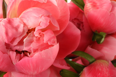 Closeup view of beautiful blooming pink peonies