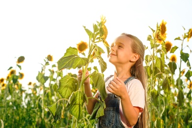 Cute little girl sniffing sunflower outdoors. Child spending time in nature