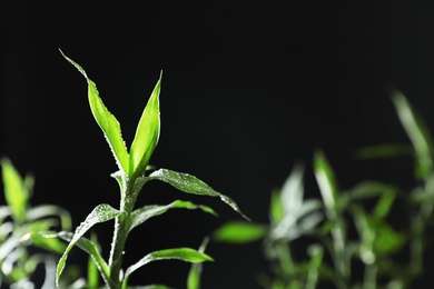 Photo of Green bamboo stems with water drops on black background, closeup. Space for text