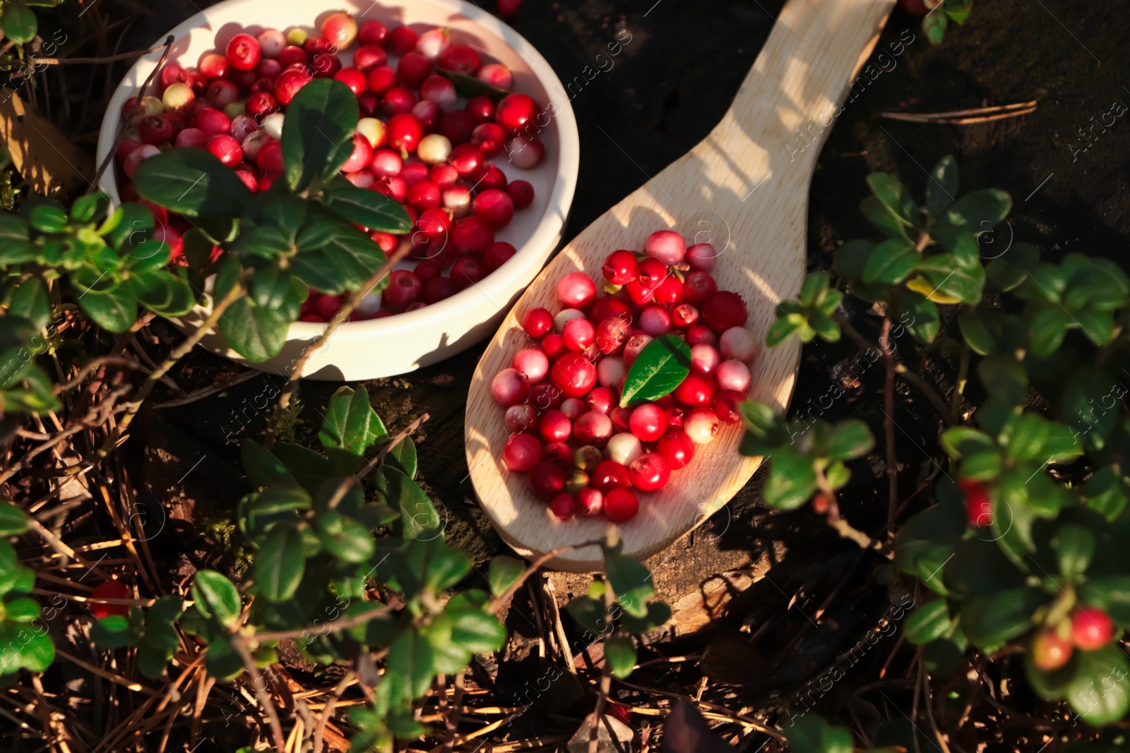 Photo of Delicious ripe red lingonberries in wooden spoon and bowl outdoors, above view