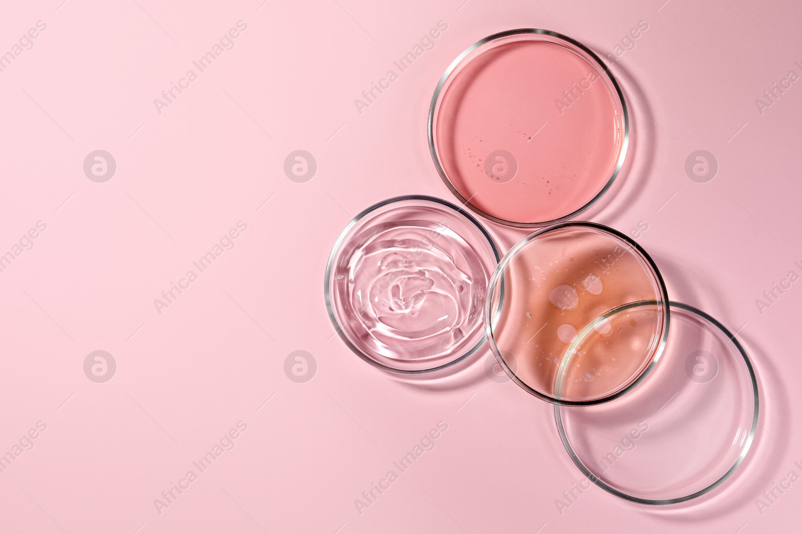 Photo of Petri dishes with liquids on pale pink background, flat lay. Space for text