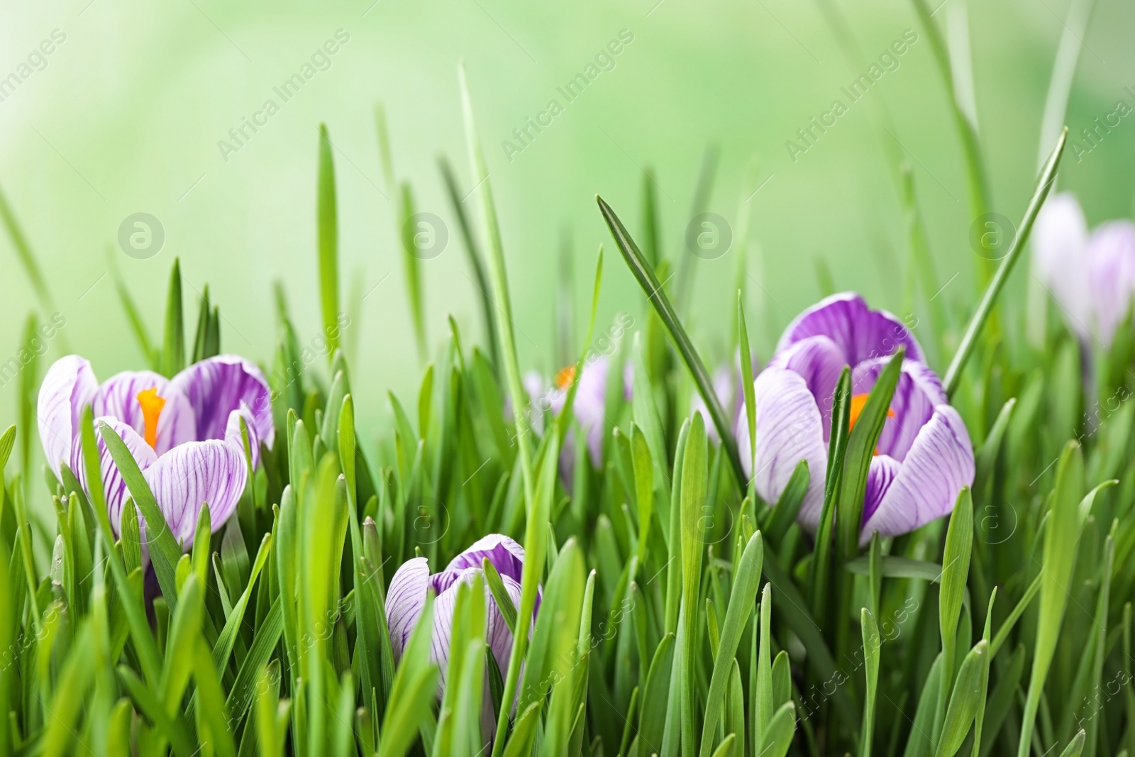 Photo of Fresh grass and crocus flowers on light green background, closeup. Spring season