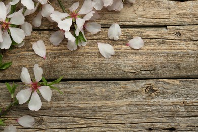 Photo of Beautiful spring tree blossoms and petals on wooden table, flat lay. Space for text