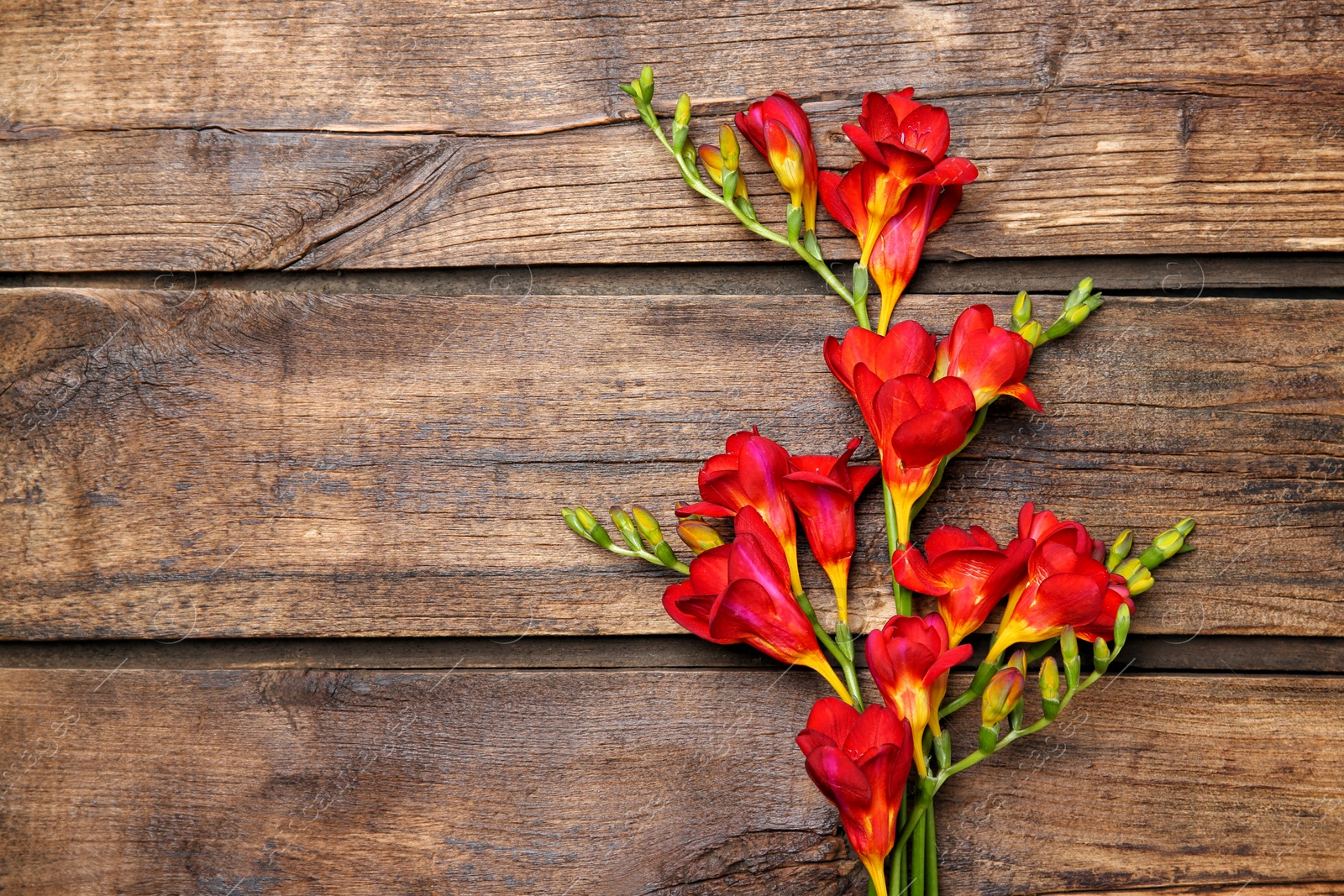 Photo of Beautiful freesia flowers on wooden background