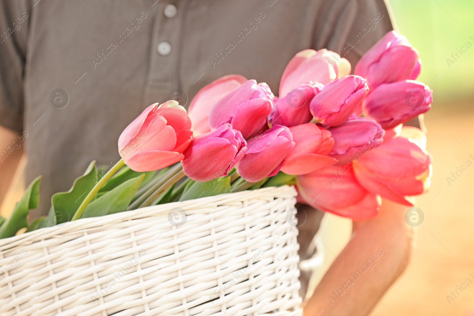 Photo of Man holding basket with blossoming tulips outdoors on sunny spring day