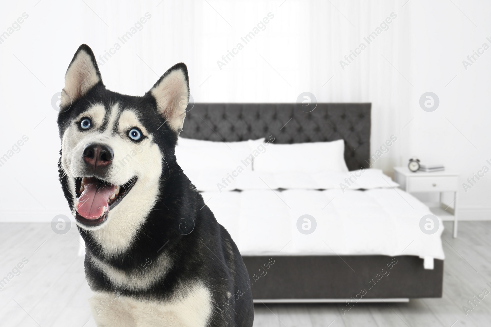 Image of Cute dog in room, space for text. Pet friendly hotel 