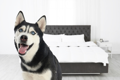 Image of Cute dog in room, space for text. Pet friendly hotel 