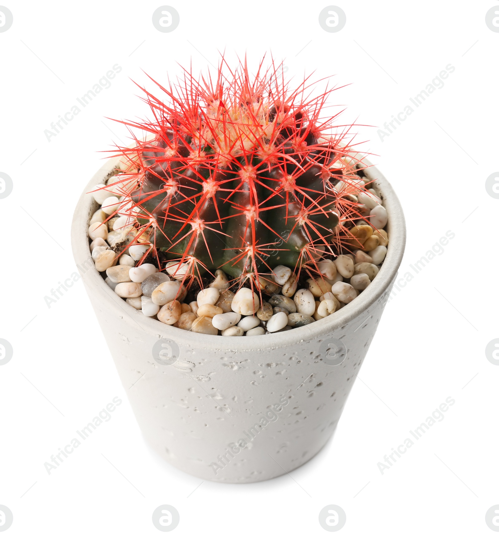 Photo of Beautiful cactus on white background