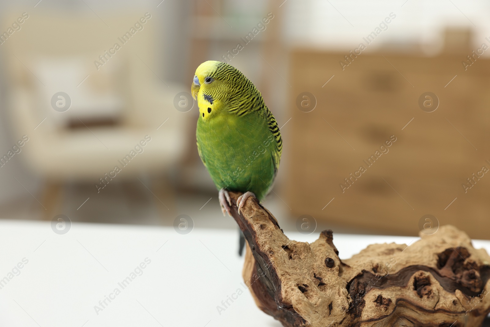 Photo of Pet parrot. Beautiful budgerigar siting on snag on table indoors, space for text