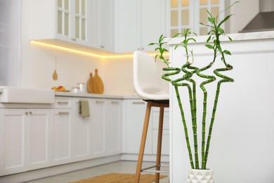 Photo of Vase with green bamboo stems on floor in kitchen, space for text. Interior design