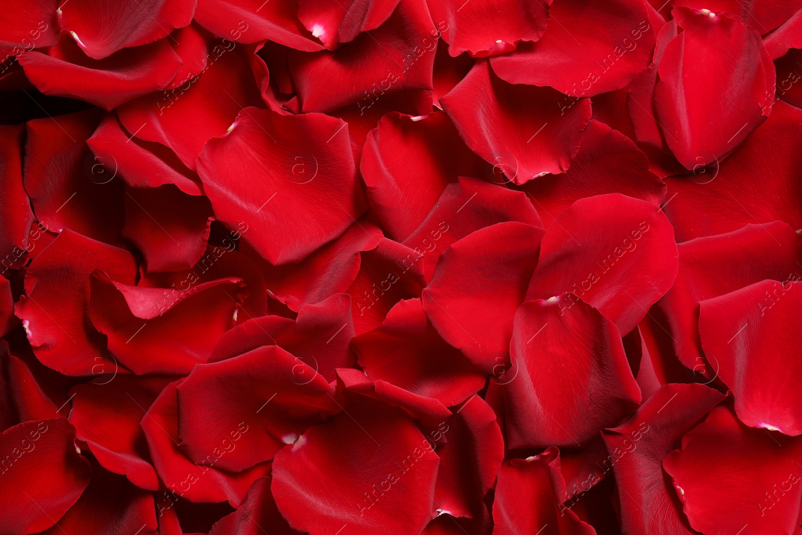 Photo of Beautiful red rose petals as background, top view