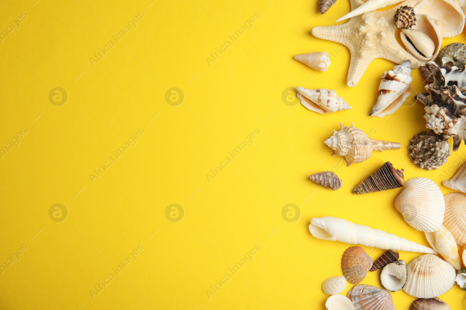 Photo of Different beautiful sea shells on yellow background, flat lay. Space for text