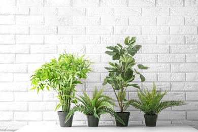 Potted plants on table near brick wall. Interior decor