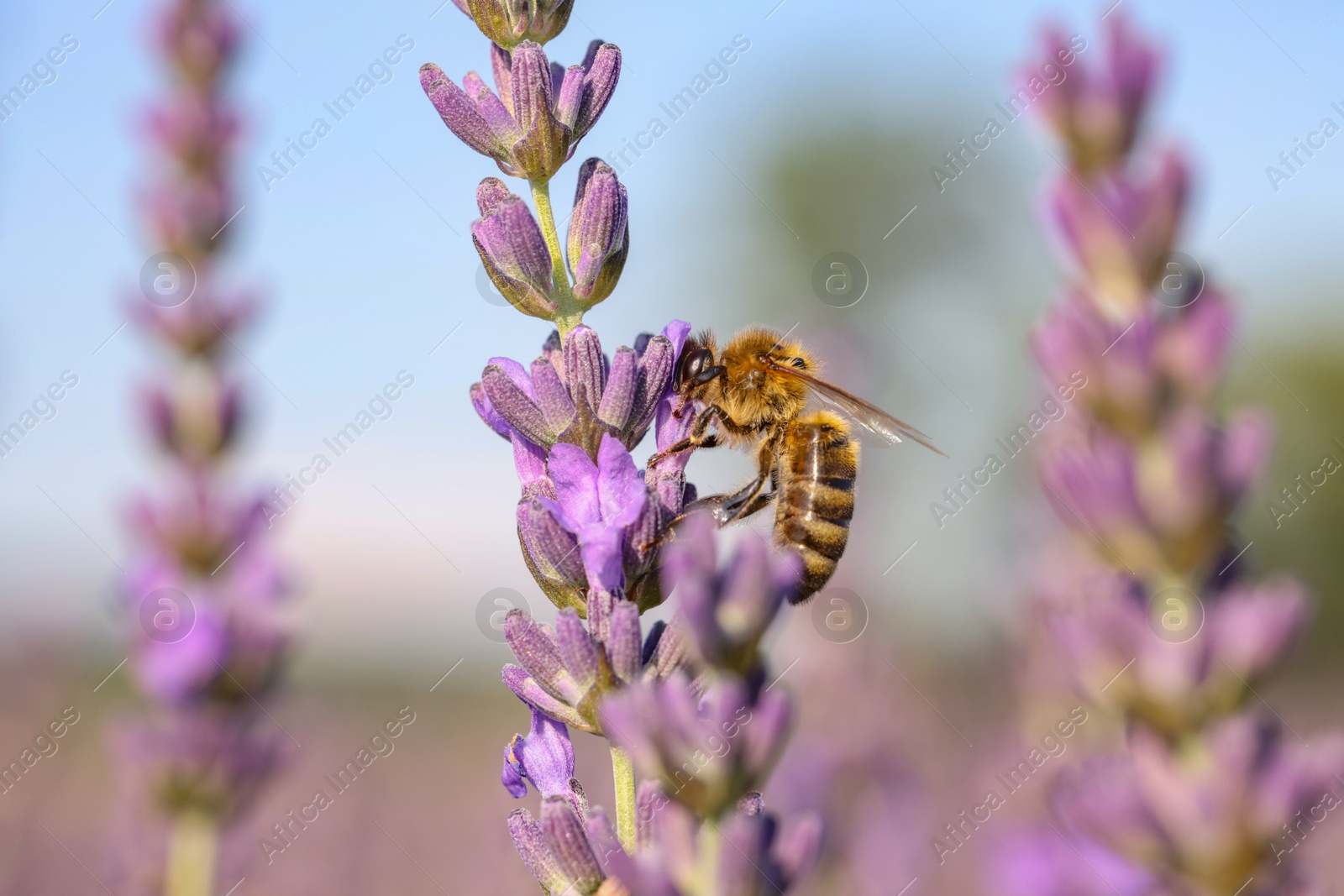 Photo of Honeybee collecting nectar from beautiful lavender flower outdoors, closeup