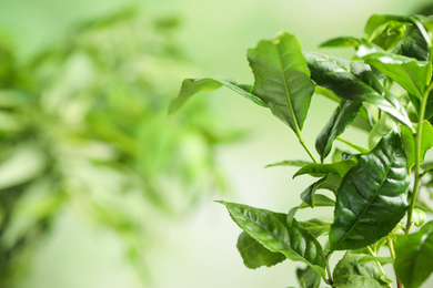 Green leaves of tea plant on blurred background, closeup. Space for text