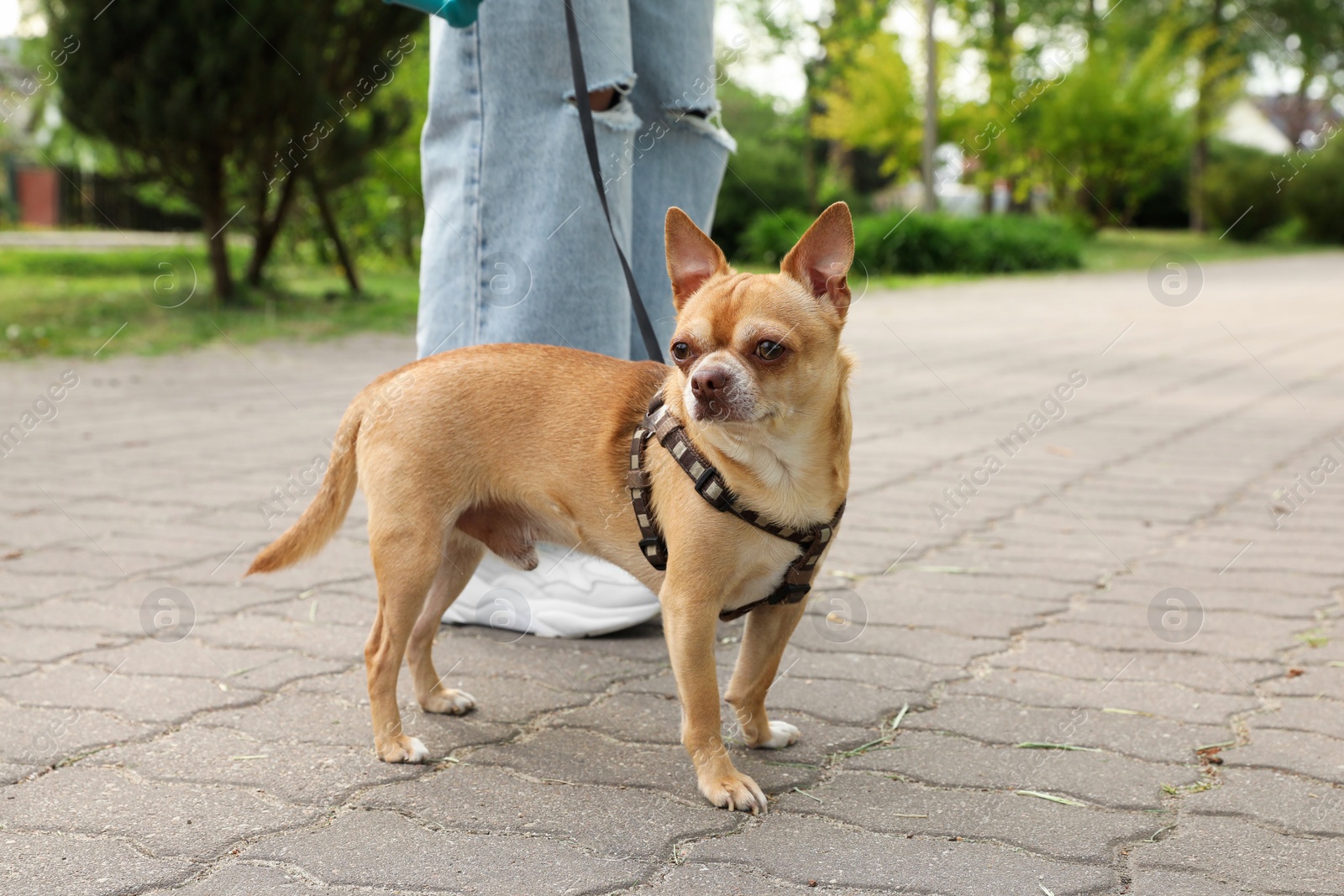 Photo of Owner walking with her chihuahua dog in park, closeup