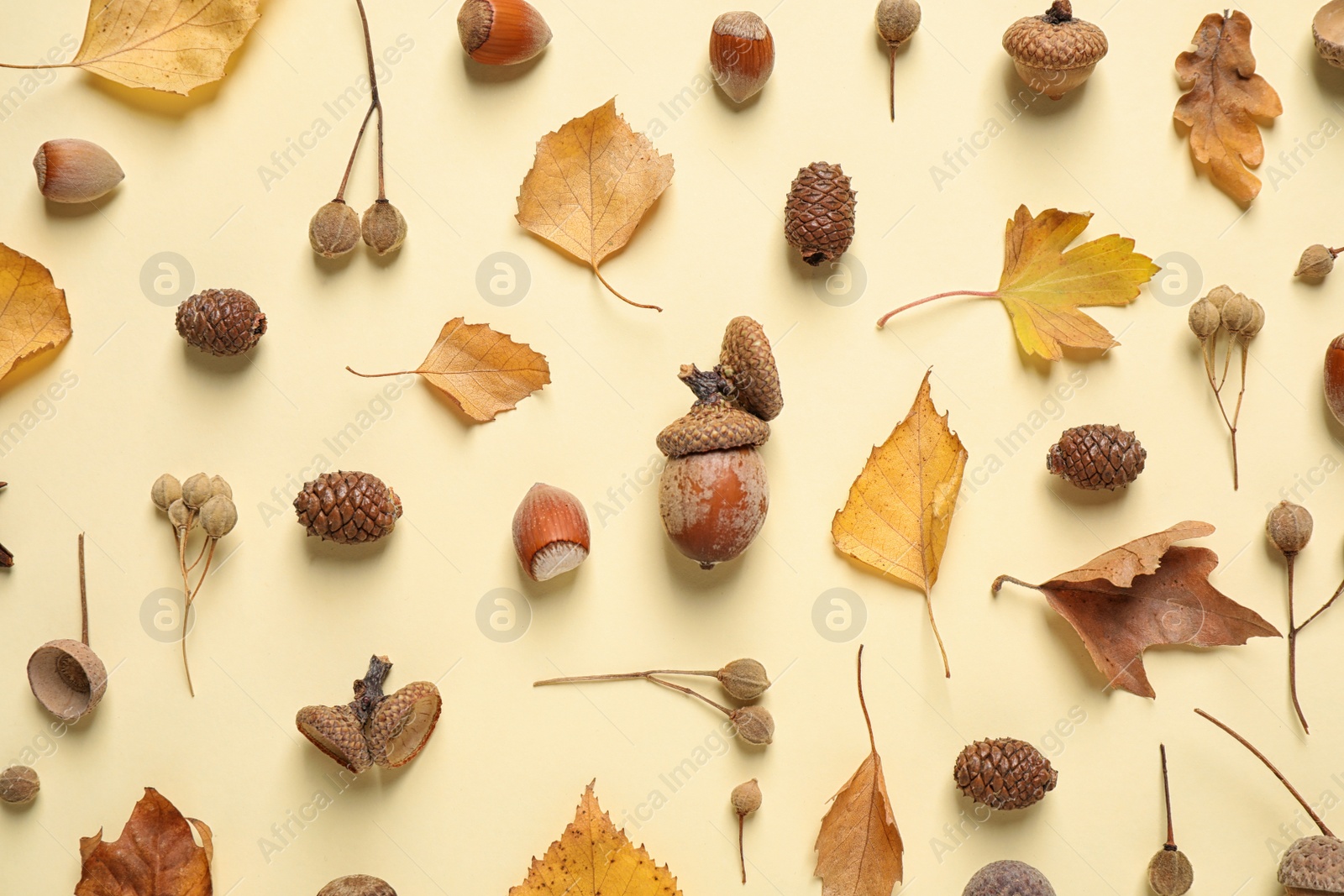 Photo of Beautiful composition with autumn leaves on beige background, flat lay