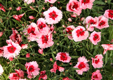 Closeup view of beautiful petunia flowers. Potted plant