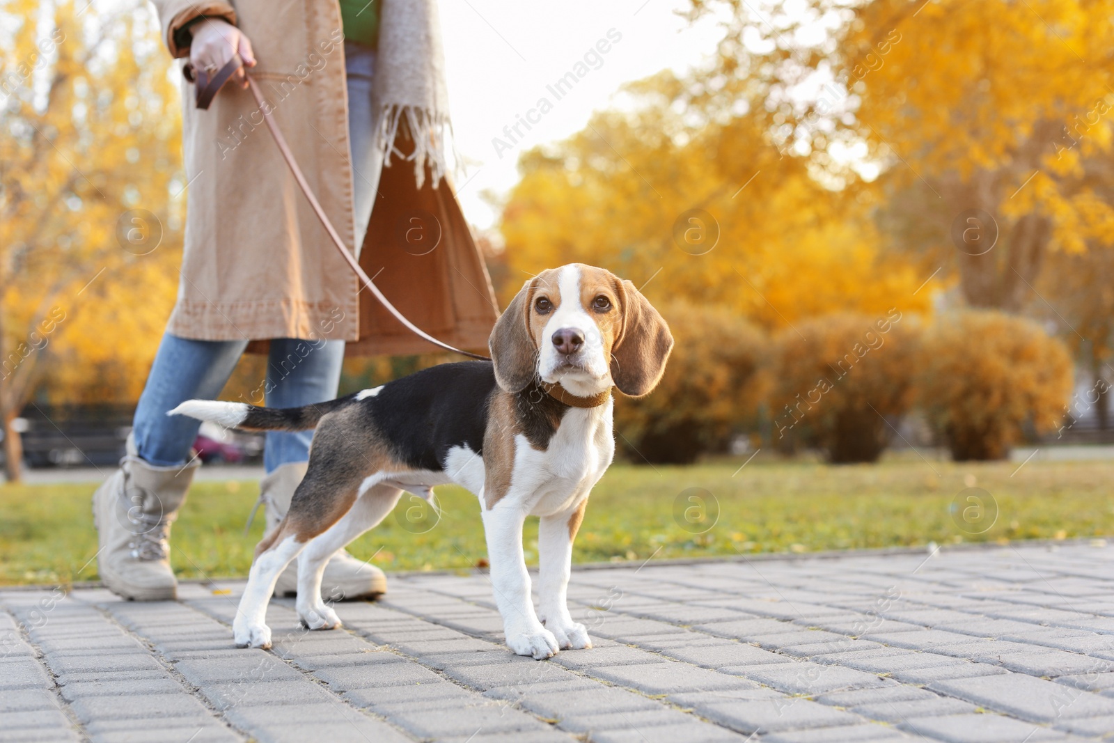 Photo of Woman walking her cute Beagle dog in park on autumn day