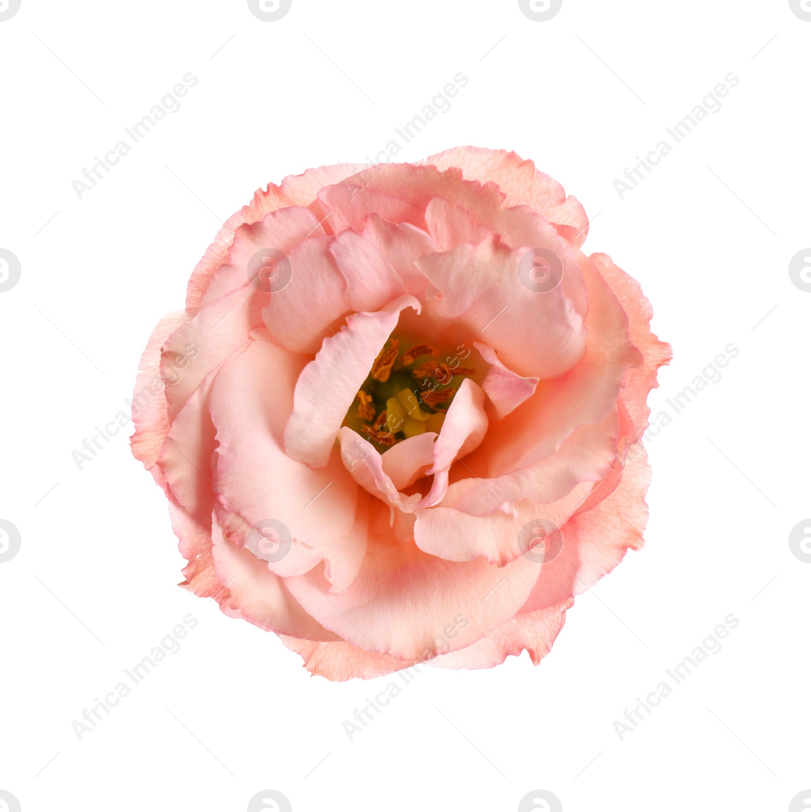 Photo of Beautiful fresh Eustoma flower on white background