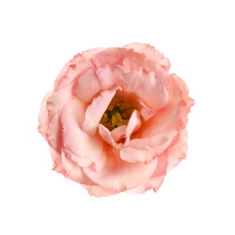 Beautiful fresh Eustoma flower on white background