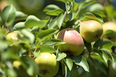 Branch of tree with pears and foliage in garden