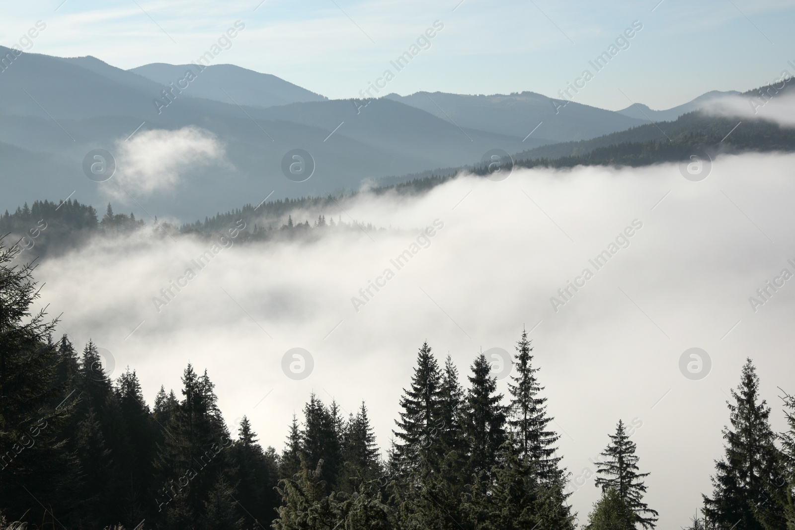 Photo of Picturesque view of foggy forest. Beautiful mountain landscape