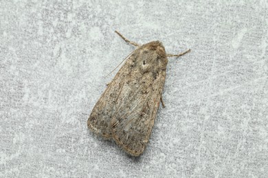 Photo of Paradrina clavipalpis moth on light grey textured background, top view