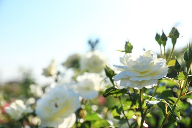 Photo of Green bush with beautiful roses in blooming garden on sunny day