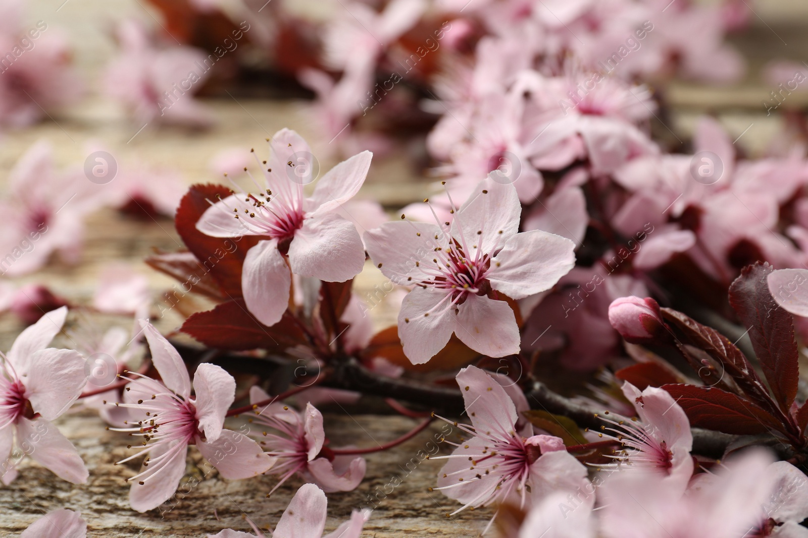 Photo of Spring branch with beautiful blossoms and leaves on wooden table, closeup