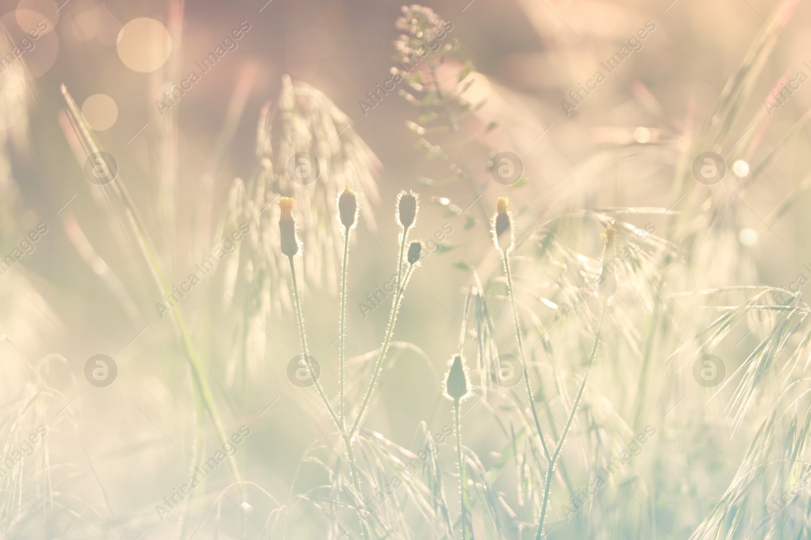 Photo of Beautiful wild flowers growing in spring meadow