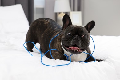 Naughty French Bulldog with electrical wire on bed in room