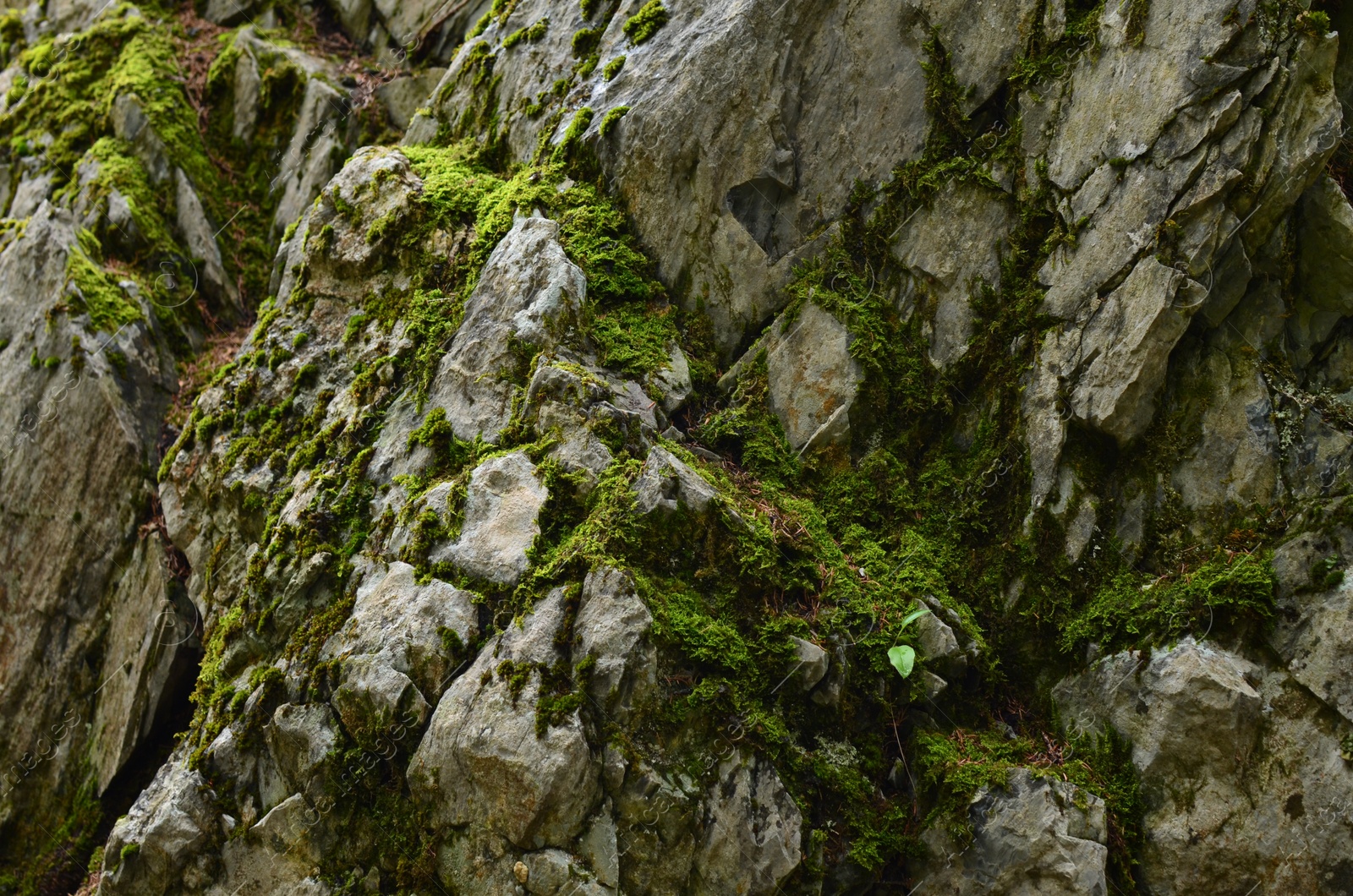 Photo of View of rock overgrown with green moss outdoors