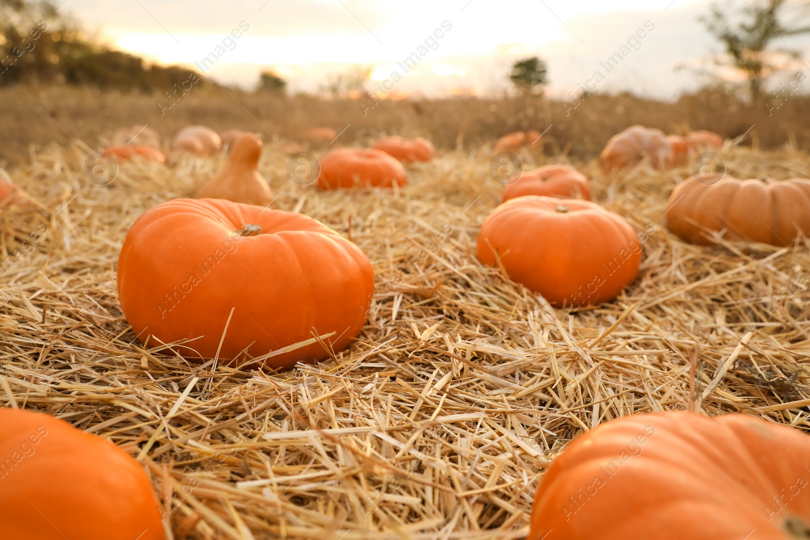 Photo of Ripe orange pumpkins among straw in field