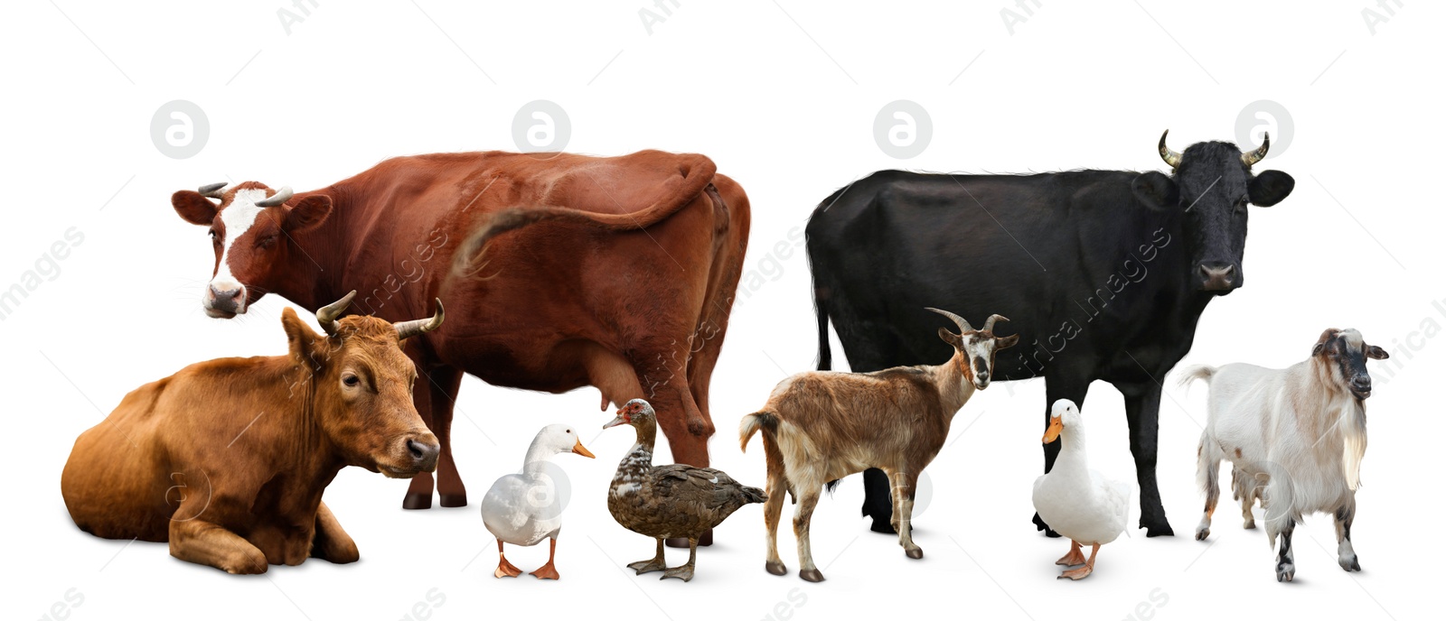 Image of Group of different farm animals on white background. Banner design