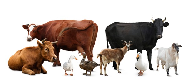 Image of Group of different farm animals on white background. Banner design