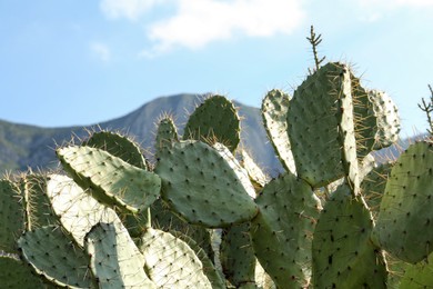 Photo of Beautiful view of cacti with thorns against blue sky and mountains, closeup