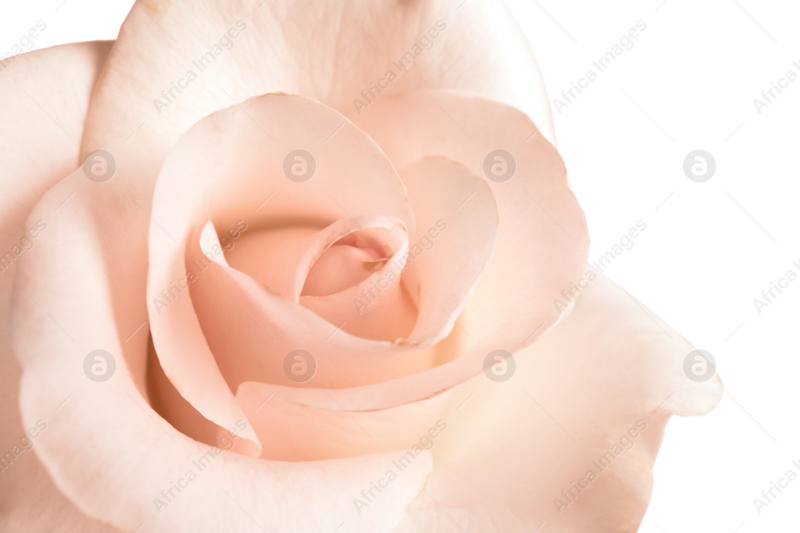 Photo of Beautiful rose flower, closeup