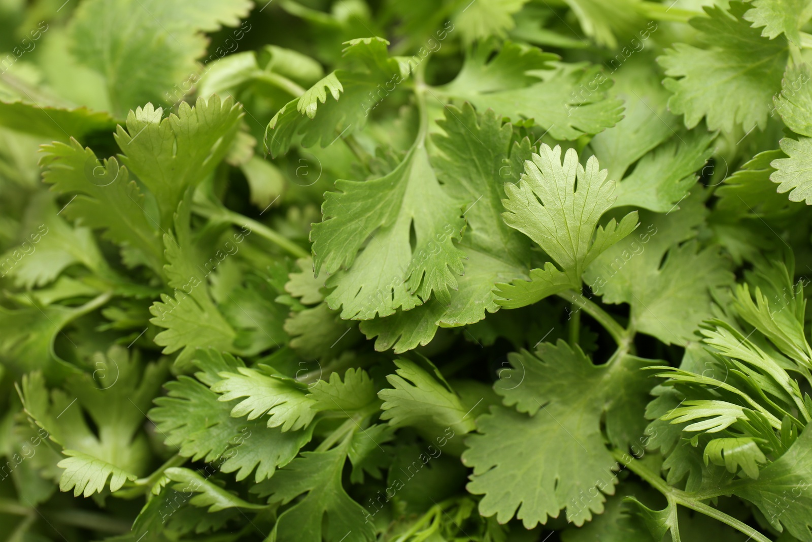 Photo of Fresh green coriander leaves as background, closeup