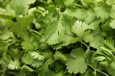 Fresh green coriander leaves as background, closeup