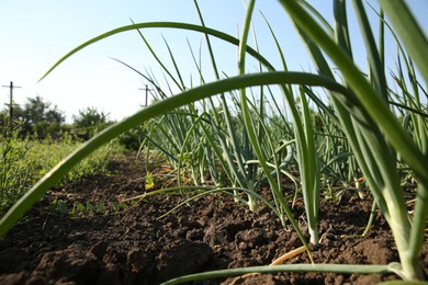 Photo of Green onions growing outdoors on spring day, closeup