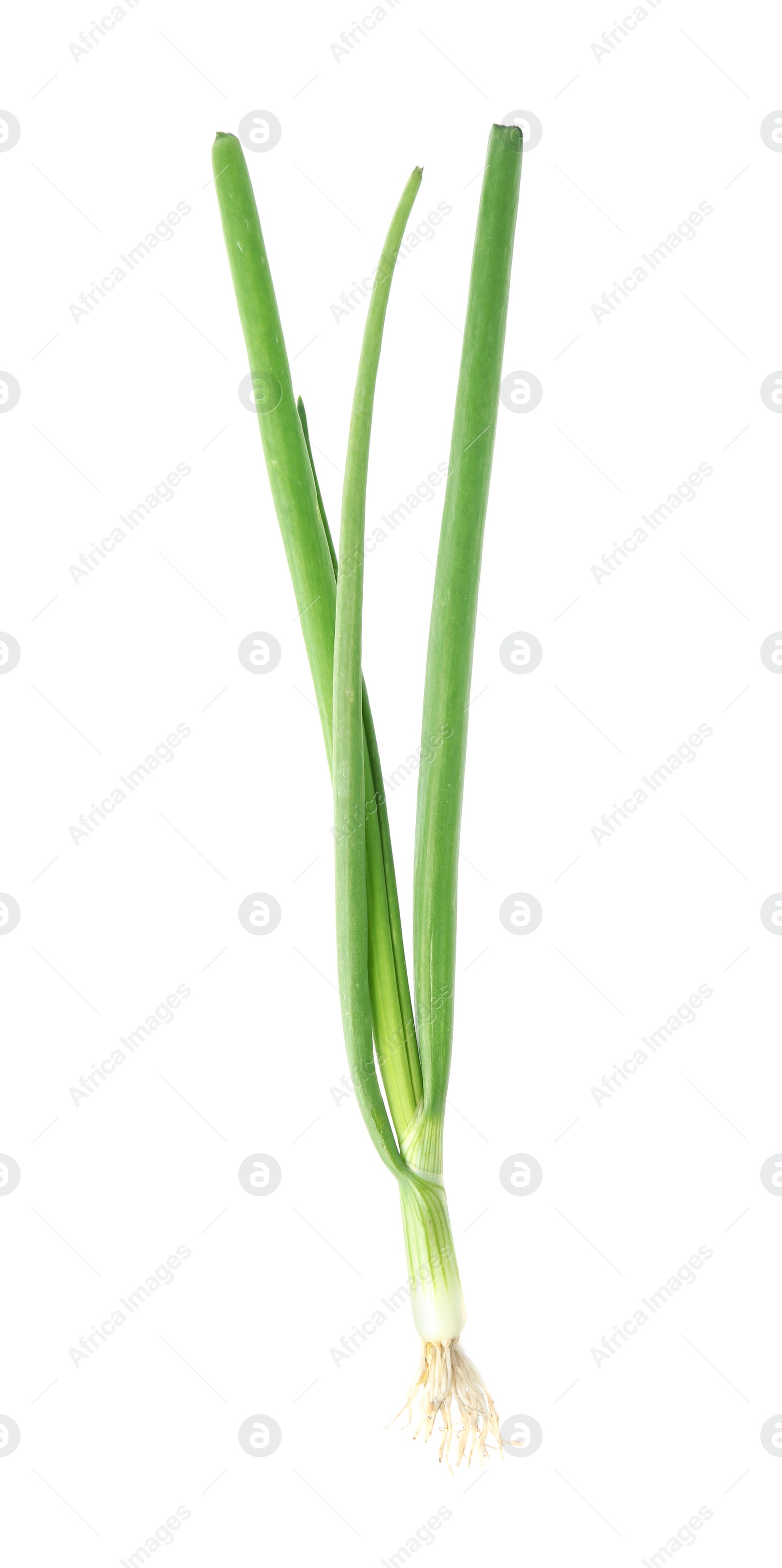 Photo of Fresh green spring onion isolated on white