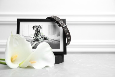 Photo of Frame with picture of dog, collar and calla lily flowers on light grey table, space for text. Pet funeral